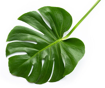 异国情调时髦的藤蔓白色背景植物叶子Name图片