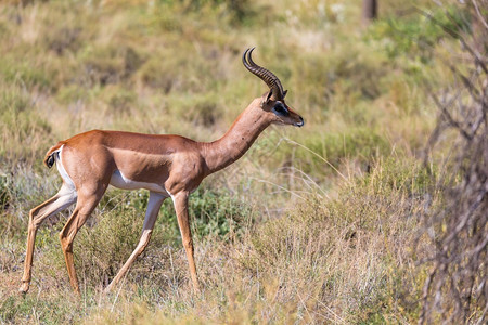 美丽的哺乳动物野生肯尼亚大草原中部的羚羊肯尼亚大草原中部的羚羊图片