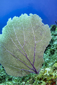动物学深的冷静巨型高竿珊瑚礁加勒比海青年岛古巴美洲图片