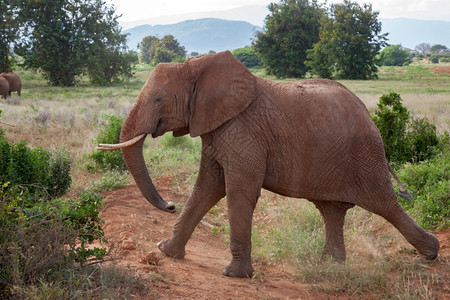 一种坦桑尼亚头大象在草原上行走红土和许多绿色植物一头大象在草原上行走干燥图片