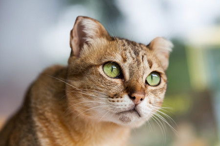 摆姿势晶须浅棕色和奶油的孟加拉猫以恳求为目的灰色图片