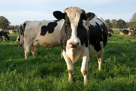 一种弗里斯兰在澳大利亚新南威尔士MossVale附近的一片红绿地上放牧的弗里斯牛群家畜图片