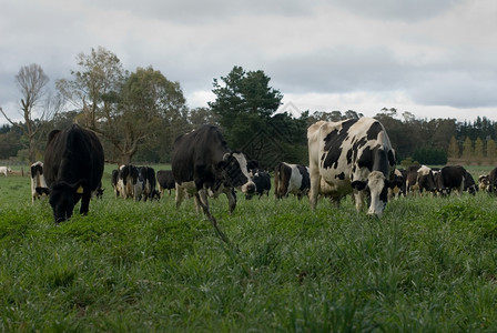 常设新的在澳大利亚南威尔士MossVale附近的一片红绿地上放牧的弗里斯牛群场景图片