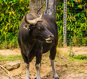 喇叭农场来自印度尼西亚的濒临灭绝牛黑斑腾公特写濒危图片