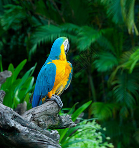 丰富多彩的喙坐在一棵树上的有色金刚鹦鹉绿图片