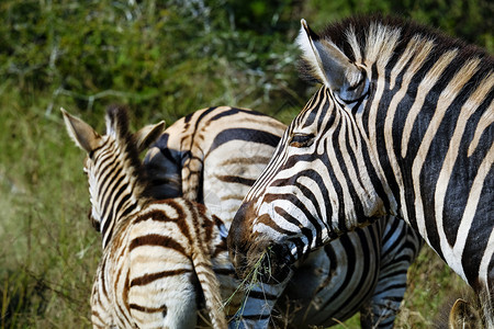 保护自然野生动物非洲成年人Zebras在野外放牧图片