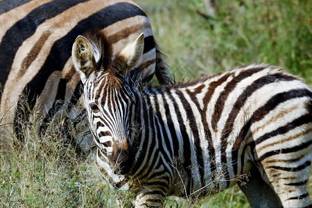 肯尼亚马拉非洲成年人Zebra在野外放牧户图片