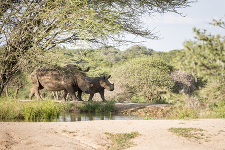 动物群克鲁格国民非洲南部的Kruger公园5只大动物中的一幼小白犀牛图片