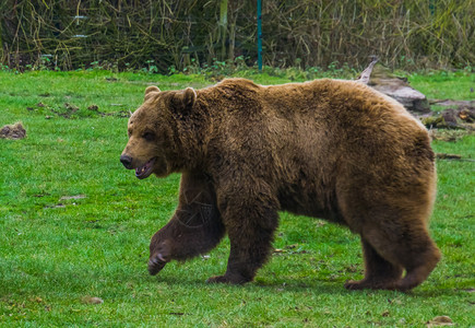 棕熊穿过草地欧亚和北美的普通动物流行园群养的亚洲人常见的杂食图片
