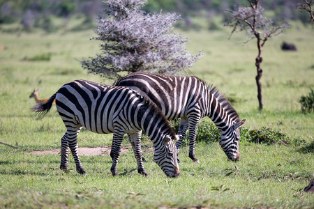 旅行白色的萨凡纳肯尼亚大草原中部的一些斑马肯尼亚大草原中部的斑马图片