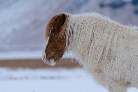 纯洁血统的冰岛马生态系统自然冰岛的传统马冰古老匹EquusCaballus野生动物背景