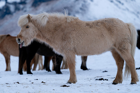 风景冰岛的传统马冰古老匹EquusCaballus寒冷的户外图片