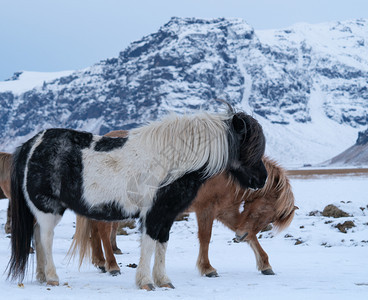 天空环境非城市冰岛的传统马冰古老匹EquusCaballus图片