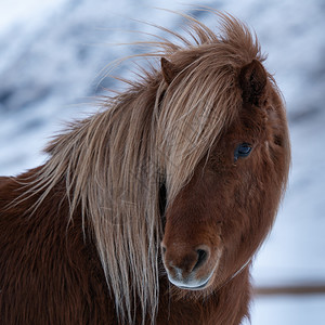 纯洁血统的冰岛马冰岛的传统马冰古老匹EquusCaballus丁香目的地荒野背景