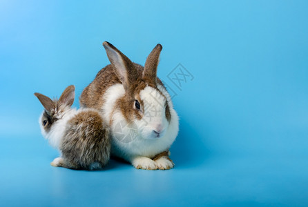 两只宠物兔子图片
