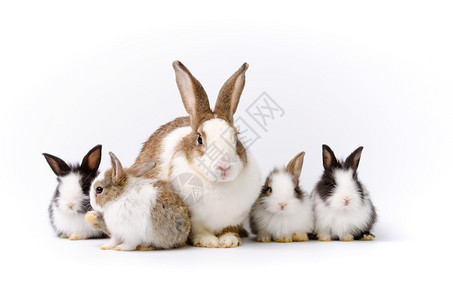 五只宠物兔子图片