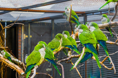 一群大长尾鹦鹉坐在一起养殖处的一个分支上养殖中受人欢迎的宠物来自阿根廷的热带鸟类大乱斗坐着束图片