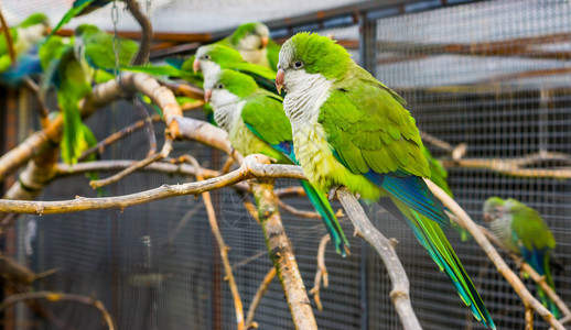 束坐着披肩的肖像画背面树枝上有许多长尾鹦鹉阿根廷养殖中流行宠物生动图片