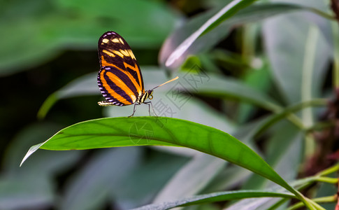 纽荷尔橙吸食花粉的虎斑蝴蝶背景