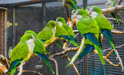 许多的长尾鹦鹉坐在一起养殖处的树枝上在养殖业中受欢迎的宠物来自阿根廷的热带鸟类分支机构锥体鹦鹉科图片