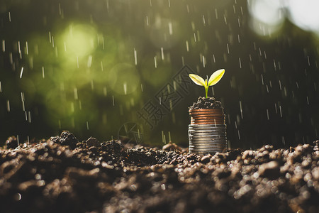 植树苗正在生长放地面的硬币上想着金融增长的货币投资图片