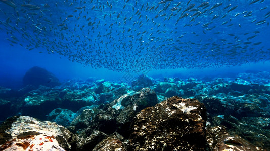 海浪礁石海底的礁石和鱼群背景