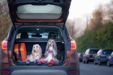 别致美丽运输车上有两只优雅的阿富汗猎犬与动物一起旅行的概念在汽车后备箱中用手提和行李运送狗背景图片