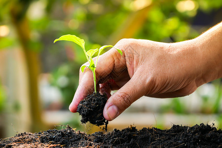 手在土壤中植树苗在土壤中植树苗生态高级的发芽图片
