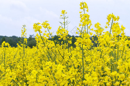 油菜花田地图片