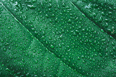 湿的花园绿叶上水滴雨后露珠热带植物群高清图片素材