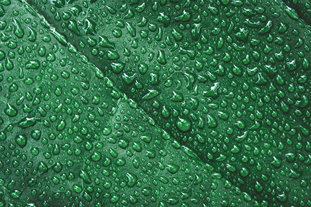 绿叶上的水滴雨后露珠热带植物群草图片