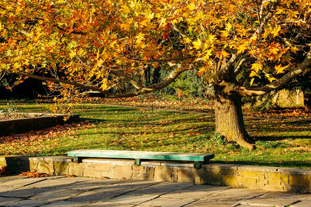 在下面秋天公园的木林长凳在有金叶的Mamele树下木宁静图片