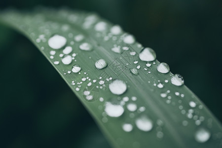 叶子上的水珠雨高清图片素材