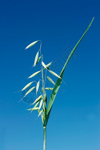白天乡村的在蓝背景下开花时绿燕麦的色盛加户外图片
