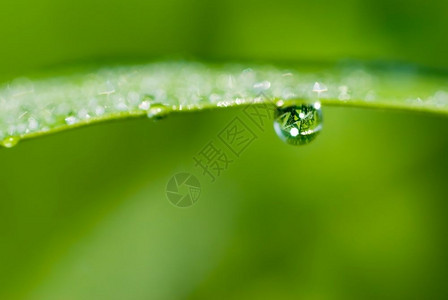 早晨水清新绿叶上的晨滴草美丽的高清图片素材