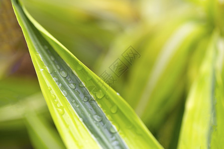 表面露的绿叶植物水环境图片