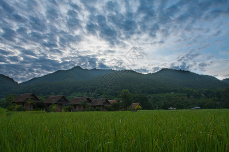 夏天泰国PaiMaehongson村绿地庄景观场图片