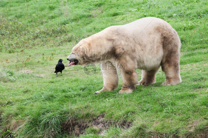 舌头捕食者白北极熊与鸟常设图片