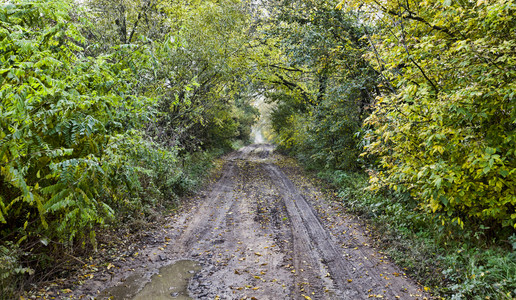 小路秋天穿越森林的乡村非柏油路秋季景观美丽的真实自然乡村非柏油路金的图片