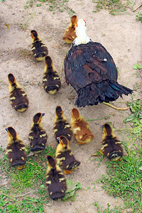宠物翅膀番鸭母鸡和小子进入家禽番鸭母鸡和有趣的小鸭子进入家禽脖图片