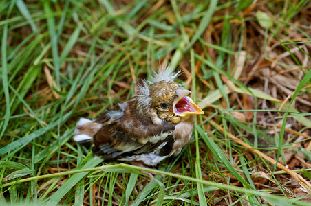 食物草丛中的小雏鸟从巢中掉下来的雏鸟从巢中掉下来的雏鸟草丛中跌倒童年图片