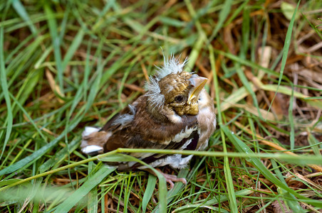 绿色鸟类学燕雀从巢中掉下来小雏鸟在草丛中燕雀从巢掉下来夏天图片