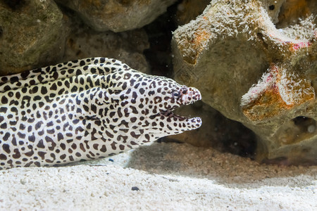 紧闭并张开嘴一只来自印度太平洋的热带鱼一种来自印度群岛的热带鱼类斑动物生活图片