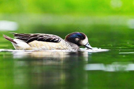 可爱的鸟池塘上美丽野鸭对水绿色反光丰富多彩的图片