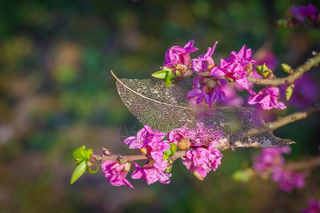 大戟拉脱维亚在梅泽里翁树枝上紧闭旧透明叶骨架阳光照亮的粉红花朵森林图片