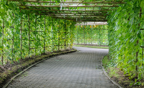 支持脊状有角度的丝瓜植物Luffaacutangula树隧道丝绸图片