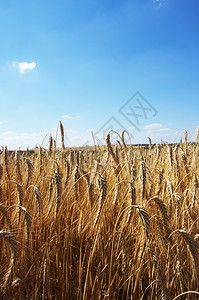 阳光农村黑麦金色田的风景图片