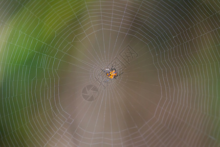 反射水滴丝绸森林里网上的蜘蛛图片