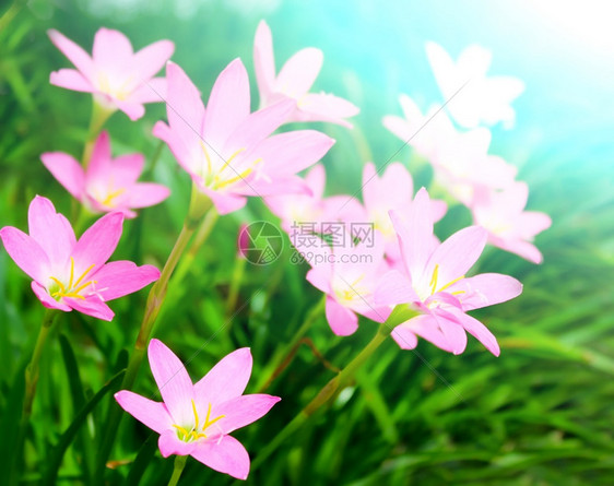 叶子太阳花园中美丽的粉红色花朵场景图片