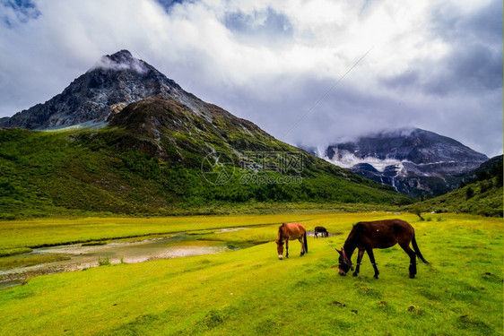 山康区亚丁自然保护的马在四川道成一幅有名的风景户外图片